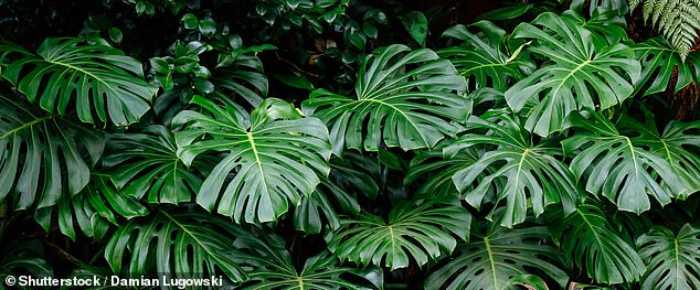 Monsteras (pictured) come from Mexican rainforests and like humidity, so they will benefit from being misted from a spray bottle.