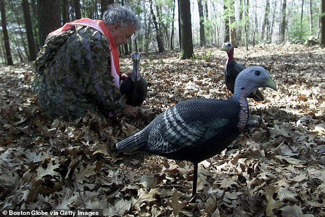 Many hunters also use hen decoys, as shown in the photo, to attract male turkeys, called bucks or gobblers.