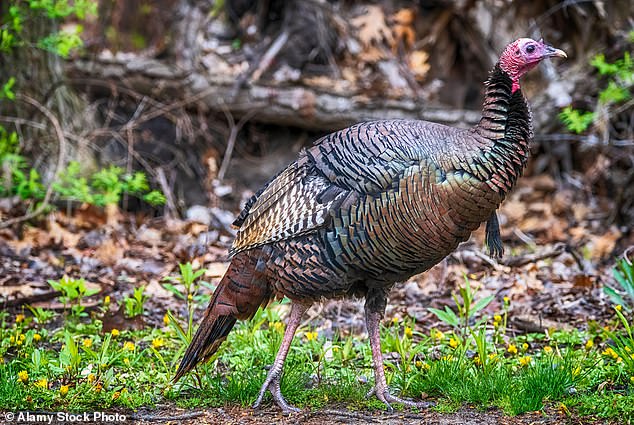 Wild turkey behaviors vary with the seasons. In the fall, there are fewer turkeys and they tend to congregate in quiet groups. The mating season is in spring, so many hunters prefer to go out at that time.