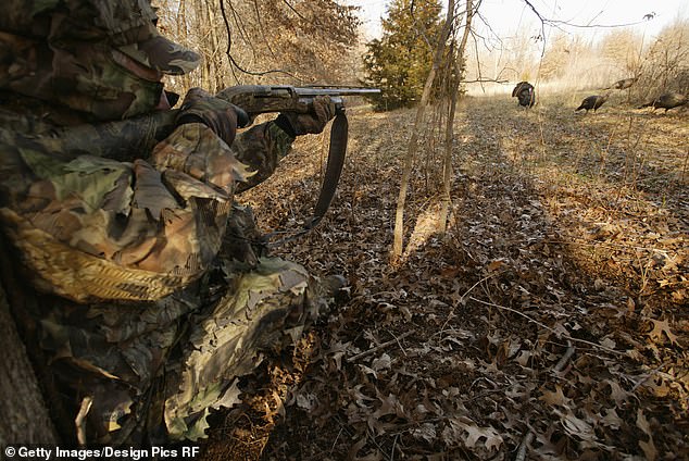 A hunter takes aim at a group of several wild turkeys in front of him