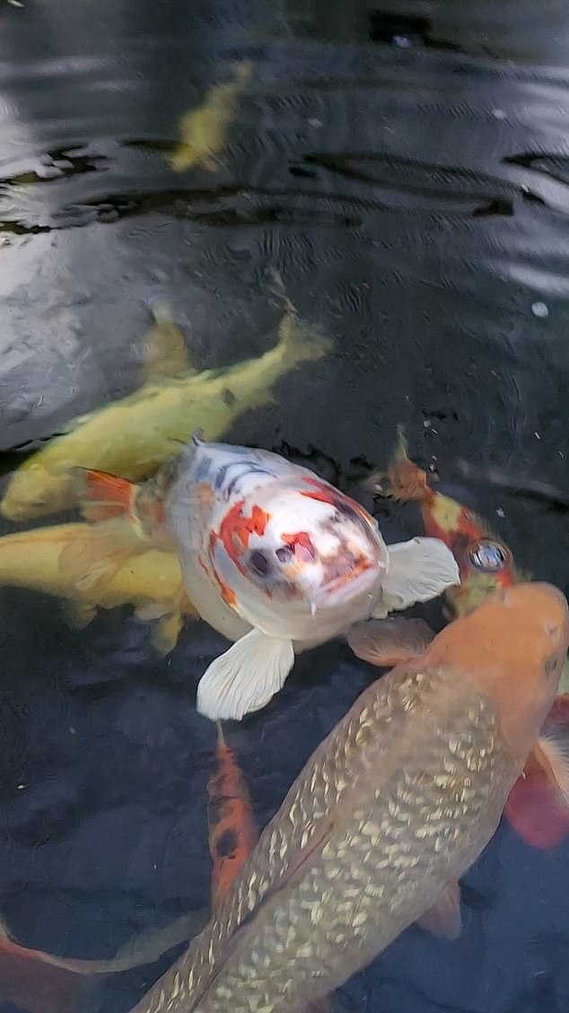 A four-year-old koi carp. Bob, from Leeds, became an internet sensation after viewers noticed he had a strikingly human face (pictured).