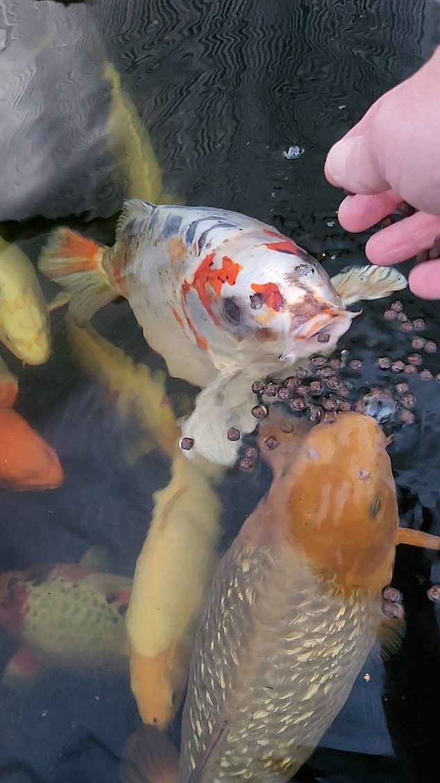 Malcom, a landscape gardener who lives with his wife and daughter, said Bob is easily the most popular fish among friends and family.