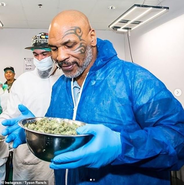 The 58-year-old confessed that he had given up cannabis before the fight.