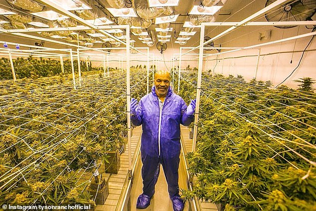 The former world champion is a marijuana fan and has his own line of products