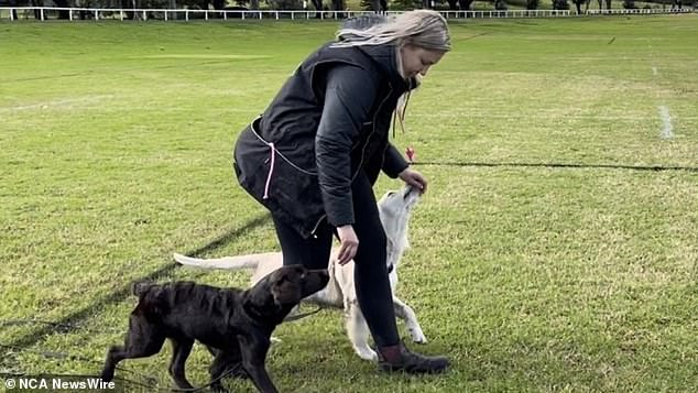 Donlan (training dogs pictured) was released after seven months of pre-trial detention. The court heard she had faced serious disadvantages from a young age.