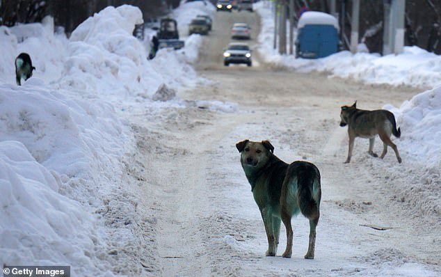 Three stray dogs with contaminated fur in Podolsk, near the center of Moscow. Russia has been fighting the problem of stray dogs for years