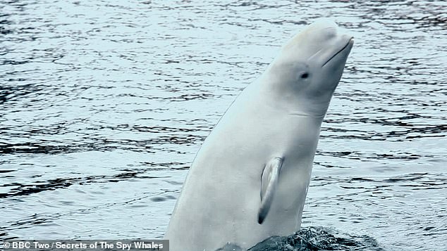 Hvaldimir, a white beluga whale who was first spotted near Russian waters in a harness and sparked rumors that he could be a spy for Moscow.