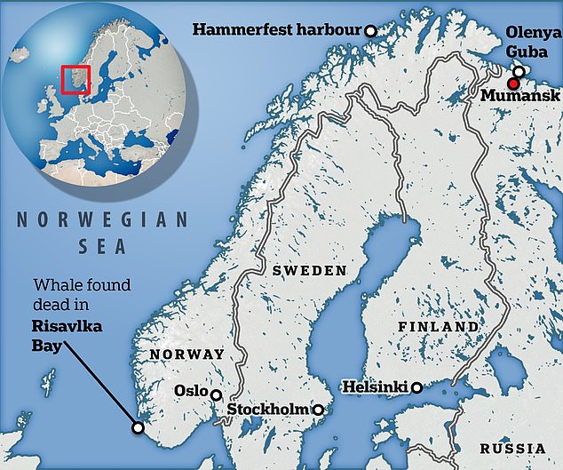 Nicknamed Hvaldimir (combining the Norwegian word for whale and Vladimir Putin), the whale's body was found floating in Risavika Bay in southern Norway in September.