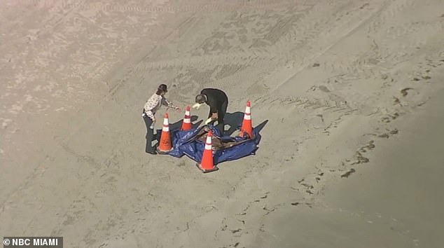 Aerial footage shows detectives at the scene examining the remains.