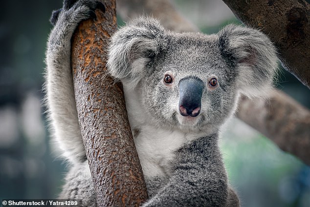 The couple eventually managed to escort the koala out of their home. The only damage caused was to Ms. Rufino's skin care products (file image)