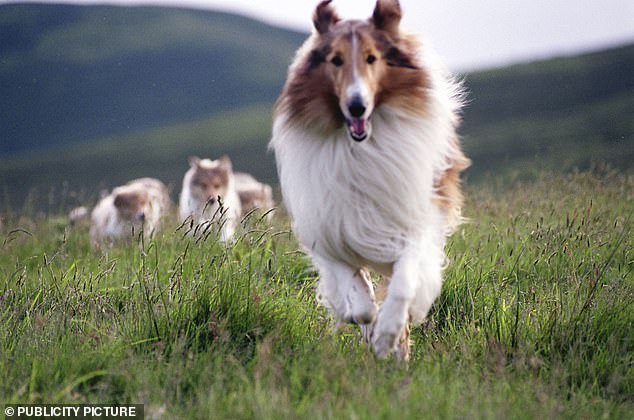 Pictured: TV rescue collie dog Lassie who guided rescuers back to her young master lost in a blizzard.