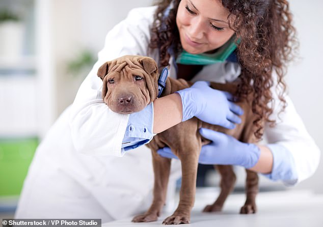 Dog owners have been told to look for symptoms of parvo, including lethargy, loss of appetite, vomiting and diarrhea (file photo of a dog with a vet)