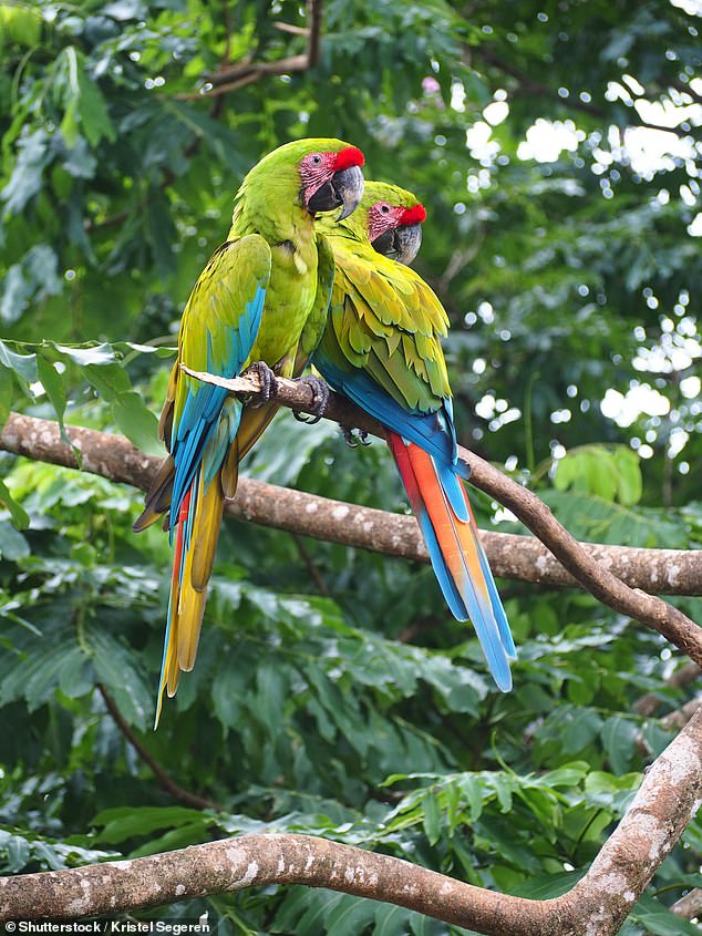 Some birds, like crows and parrots (pictured), for example, are extremely intelligent and build communal nesting sites that can last for decades.