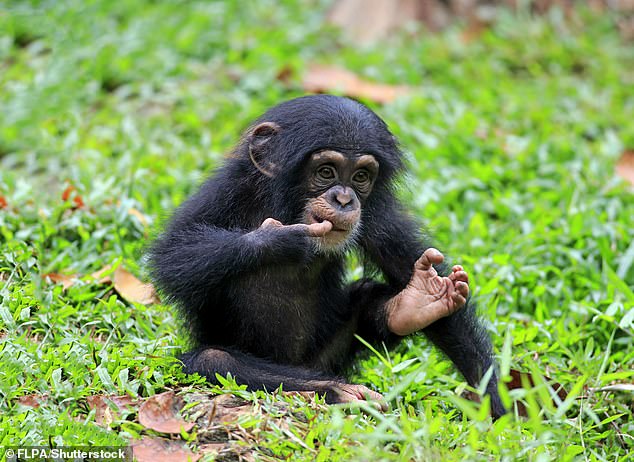 Researchers found that primates would likely face extinction along with humans because they are vulnerable to the same threats that affect us (archive image of a chimpanzee)