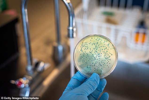 Coliform bacteria (photo) may indicate that there are more harmful microorganisms in the water, such as E. coli