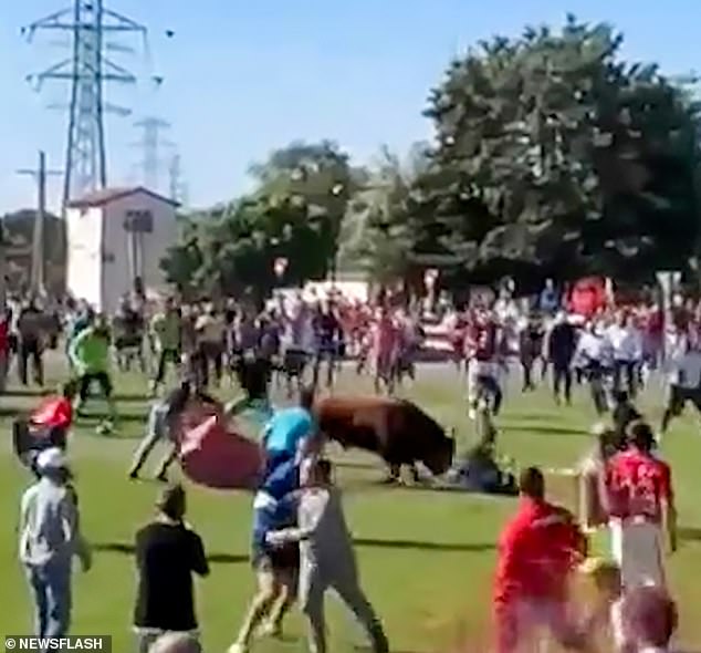 A man was impaled on the horns of a brave bull after trying to play hide-and-seek with it in Spain