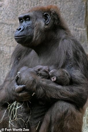 Studies on western lowland gorillas have shown that females who detect signs of syphilis in one of their neighbors may leave their community.