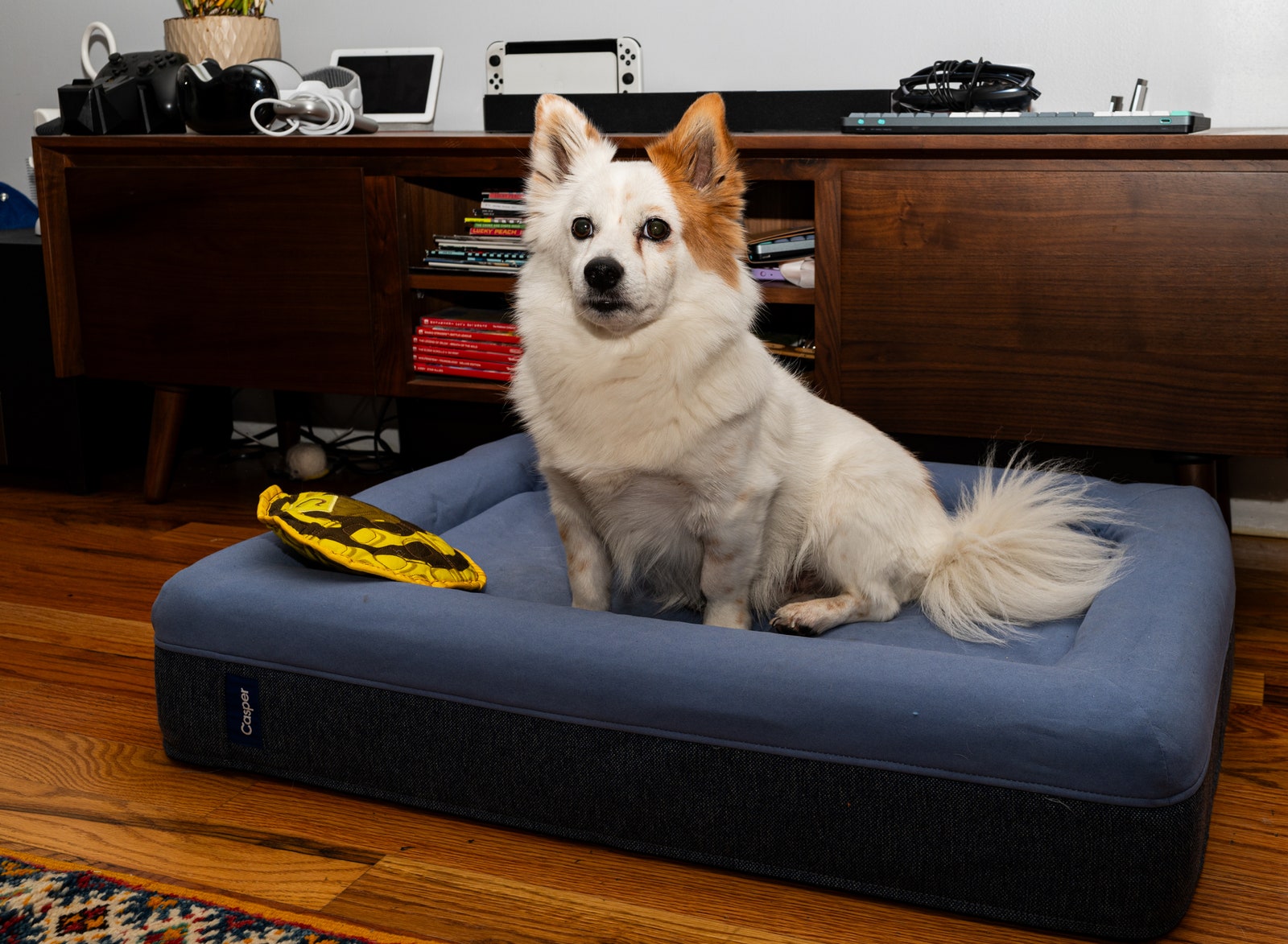 White and orange dog sitting on a blue Casper dog bed