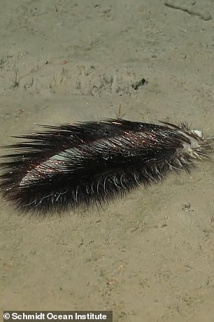 The animal is a polychaete, a class of marine worms, better known as bristle worms.