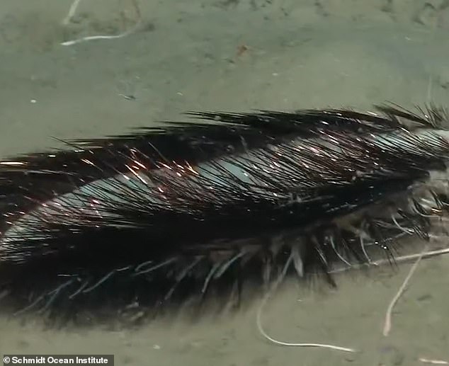 In a video posted on the Schmidt Ocean Institute's Instagram account, you can see the animal slowly moving along the seabed, its iridescent bristles glistening in the light.