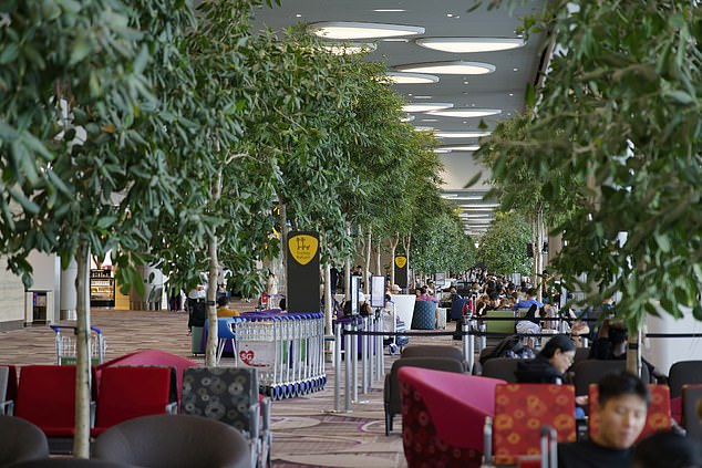 Dorothy explains that passengers touch Changi plants out of curiosity, 