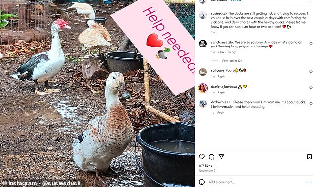 Duck Sanctuary Post Raises Alarm About Their Birds Mysteriously Getting Sick