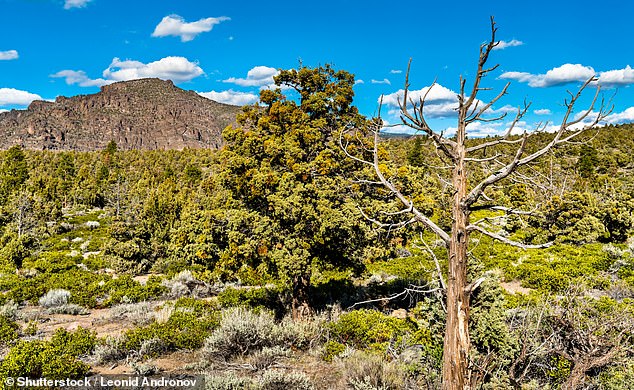 Sáttítla would include Klamath National Forest, but critics have argued that making the site a monument would hamper environmental protection protocols