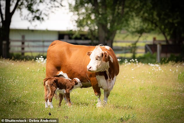 Only when the needs of the newborn calves are met is the surplus collected for supplements.