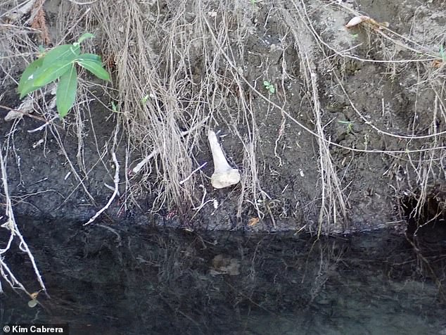 Cabrera, who knew Burleigh when she was a teacher at his school in the late 1990s, found the bone protruding from the banks of the Eel River.