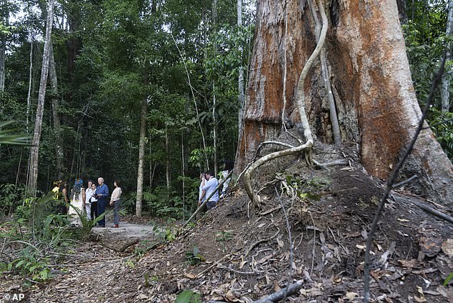 Rubber Room: The Amazon acts as a carbon sink for the planet and is home to a wealth of species