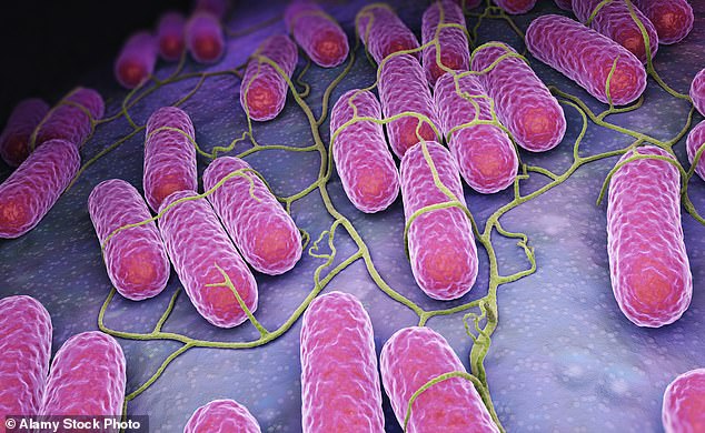 Salmonella is a group of bacteria that infect the intestine. It is often caused by contaminated water or food. Symptoms of the infection include diarrhea, stomach cramps, and sometimes vomiting and fever.