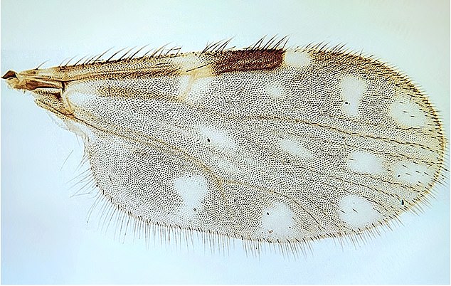 The pattern of spots on the insect's wings is a characteristic of midges and midges that carry the 