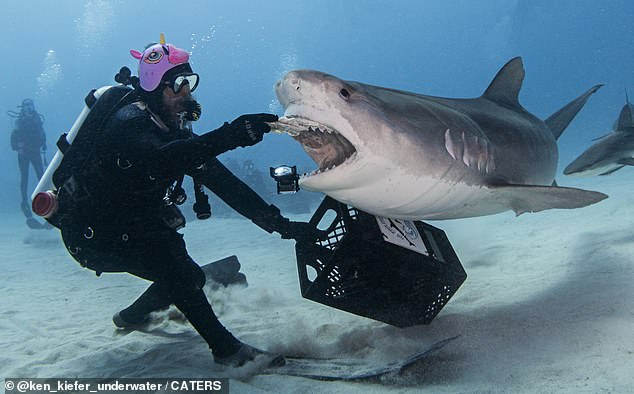 On the right, Jitterbug the tiger shark chases his friend as he would later chase photographer Ken Kiefer's iPhone. On the left, Dave Finch, another member of the Dolphin Dream Team.