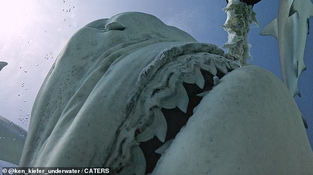 Above, a still image from video captured by Kiefer's iPhone during a freak accident in the Bahamas, during which the Apple mobile device entered the deadly mouth of a tiger shark.