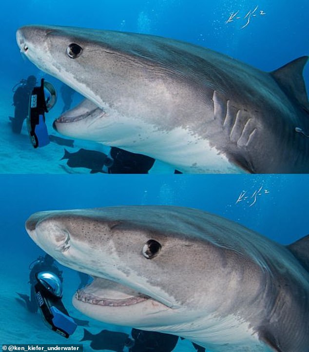 When Jitterbug (pictured) spit out the phone, you can see its rows of serrated teeth, which are flatter in tiger sharks than in other species, and have distinct primary and secondary teeth that can be used to differentiate loose shark teeth. by species.