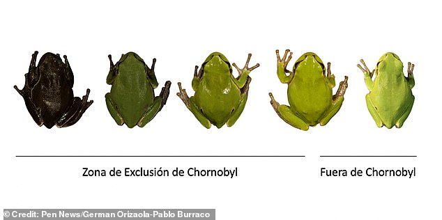 A 2022 study revealed that eastern tree frogs living near the site in northern Ukraine have black skin instead of green.