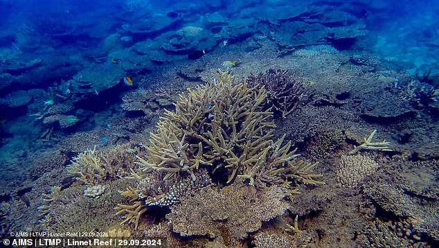 Pictured, live branching corals in the Cooktown-Lizard sector surrounded by table corals that died due to a marine heatwave in early 2024.