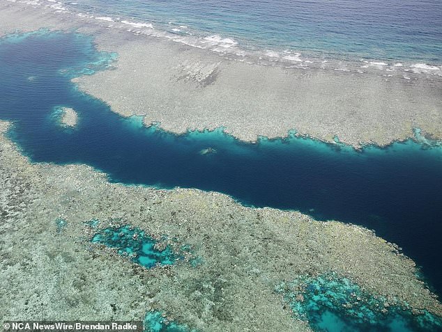 The Reef has suffered heat stress as a result of climate change and recent cyclones. This year had already been confirmed as the fifth mass bleaching on the reef in the last eight years.