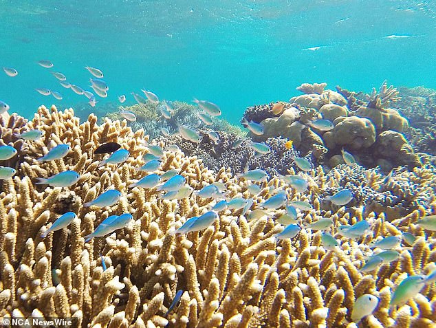 The Great Barrier Reef, a UNESCO World Heritage Site, contains the largest collection of coral reefs in the world, with 400 types of coral, 1,500 species of fish and 4,000 types of mollusks.