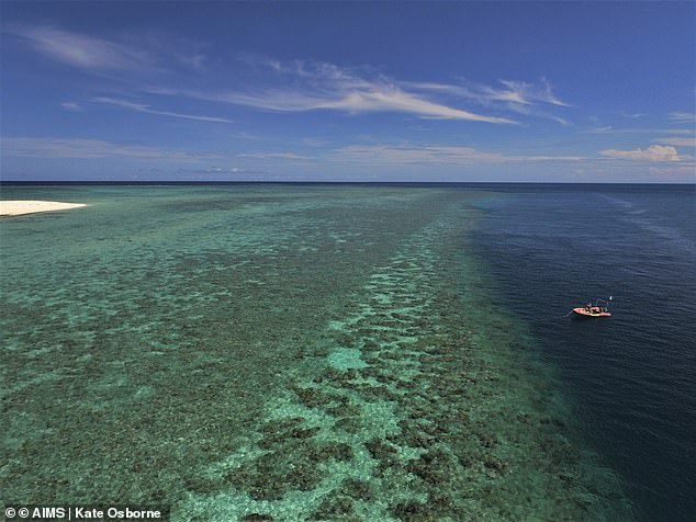 Coral cover has declined on 12 of 19 reefs studied between Lizard Island and Cardwell after a summer of disturbance.