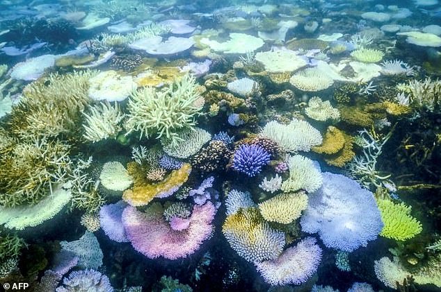 This underwater photograph taken on April 5, 2024 shows bleached and dead corals around Lizard Island on the Great Barrier Reef, 170 miles (270 km) north of the city of Cairns.