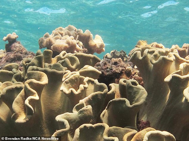 Bleached corals are not dead, but they are at higher risk of dying, and these bleaching events are becoming more common with climate change.