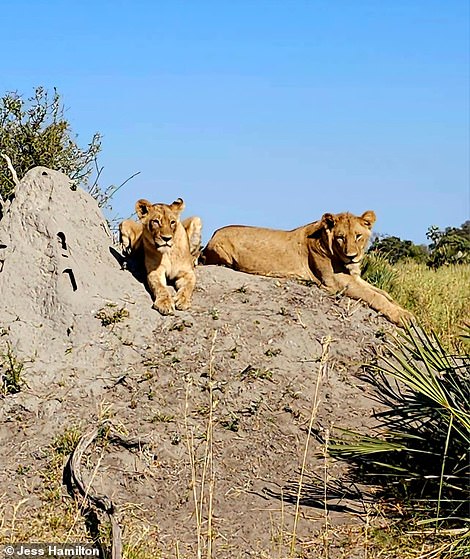 Jess encounters a pride of lions on safari. 