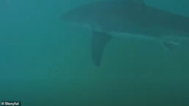 A 4 to 5 meter long great white shark gave surfers the scare of their lives near a Coffs Harbor beach