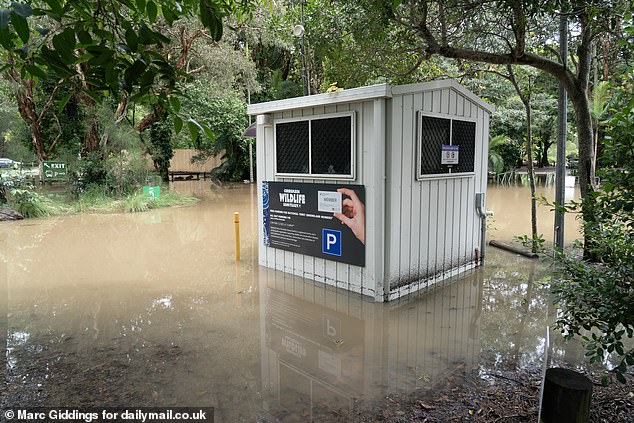 Meanwhile, at Currumbin Wildlife Sanctuary, where last year's contestants Tony Bellew and Frankie Dettori were photographed with real koalas, the site was completely flooded (pictured).