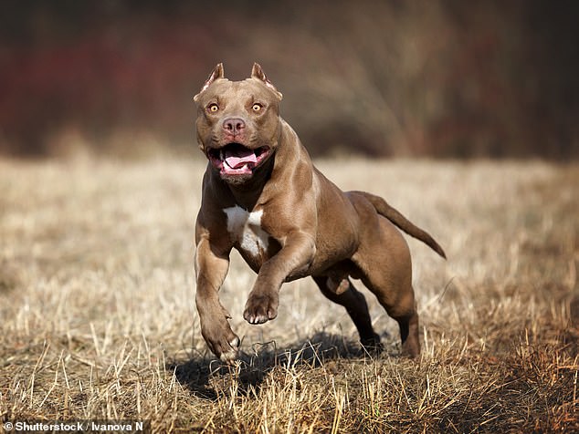 Auckland Council said it had located the dogs and euthanized them (file image)