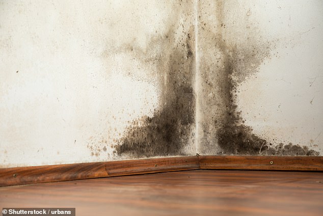 Black mold, or toxic mold, is one of the riskiest molds in homes because it can release spores and toxins, experts say. It is particularly worrying if it spreads to cover an area larger than a pizza box, as shown above.