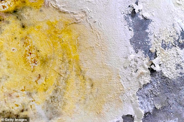 In some cases, the walls may be infested with yellow mold.