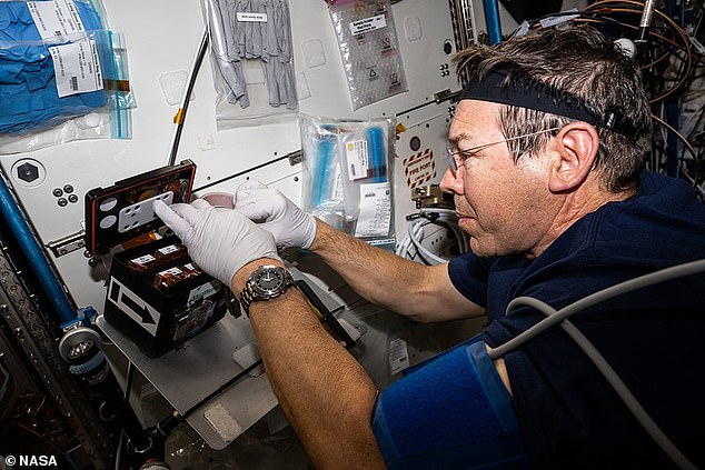 NASA astronaut Mike Barratt processes brain organoid samples aboard the ISS for another research project being conducted this year