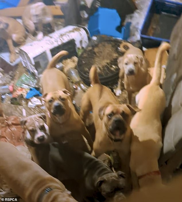 A shocking video shows the moment inspectors enter the property while the dogs run towards the door.